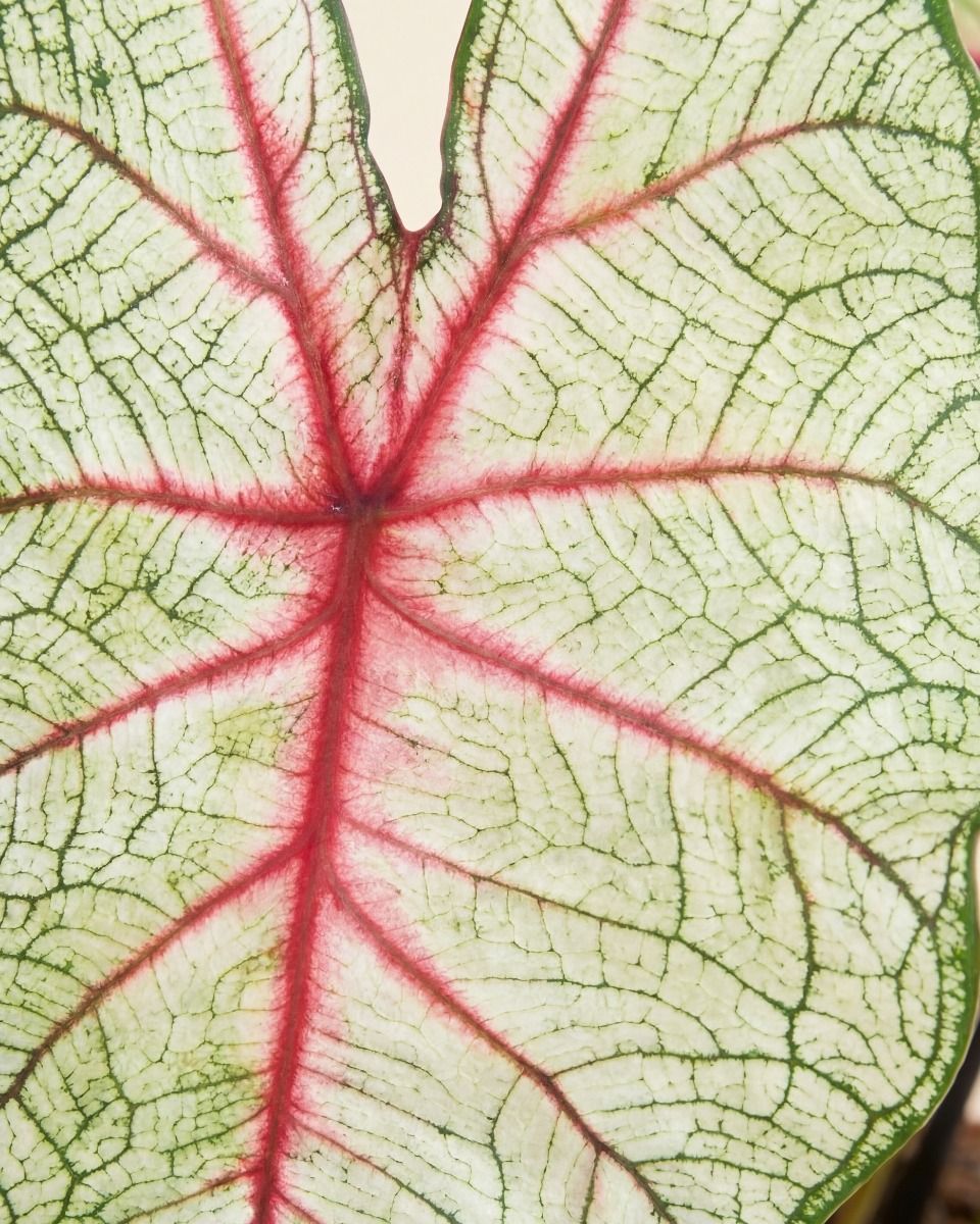 Baby Caladium Kaladie Caladium Tuber - White Queen