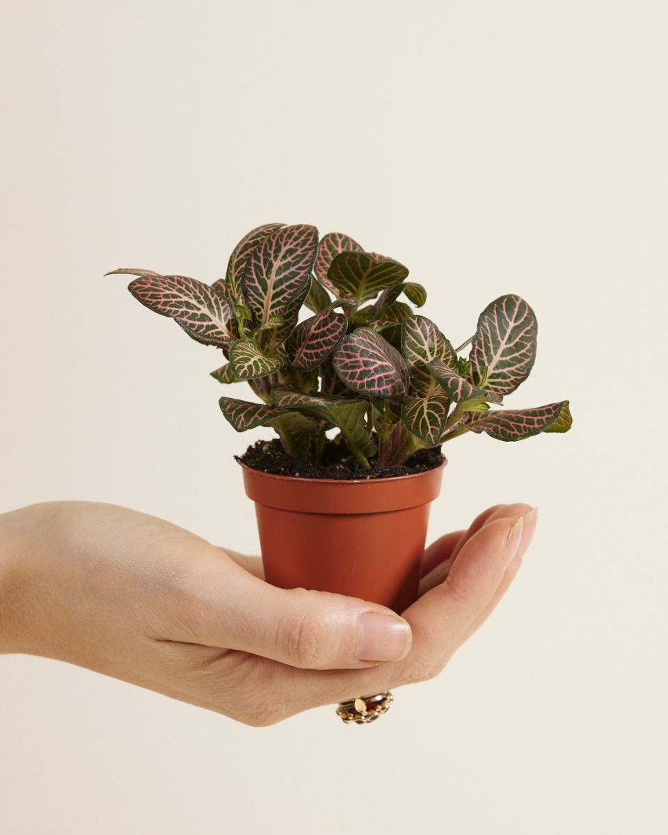 Baby Fittonia Nerve plant Verschaffeltii Pink Forest Flame
