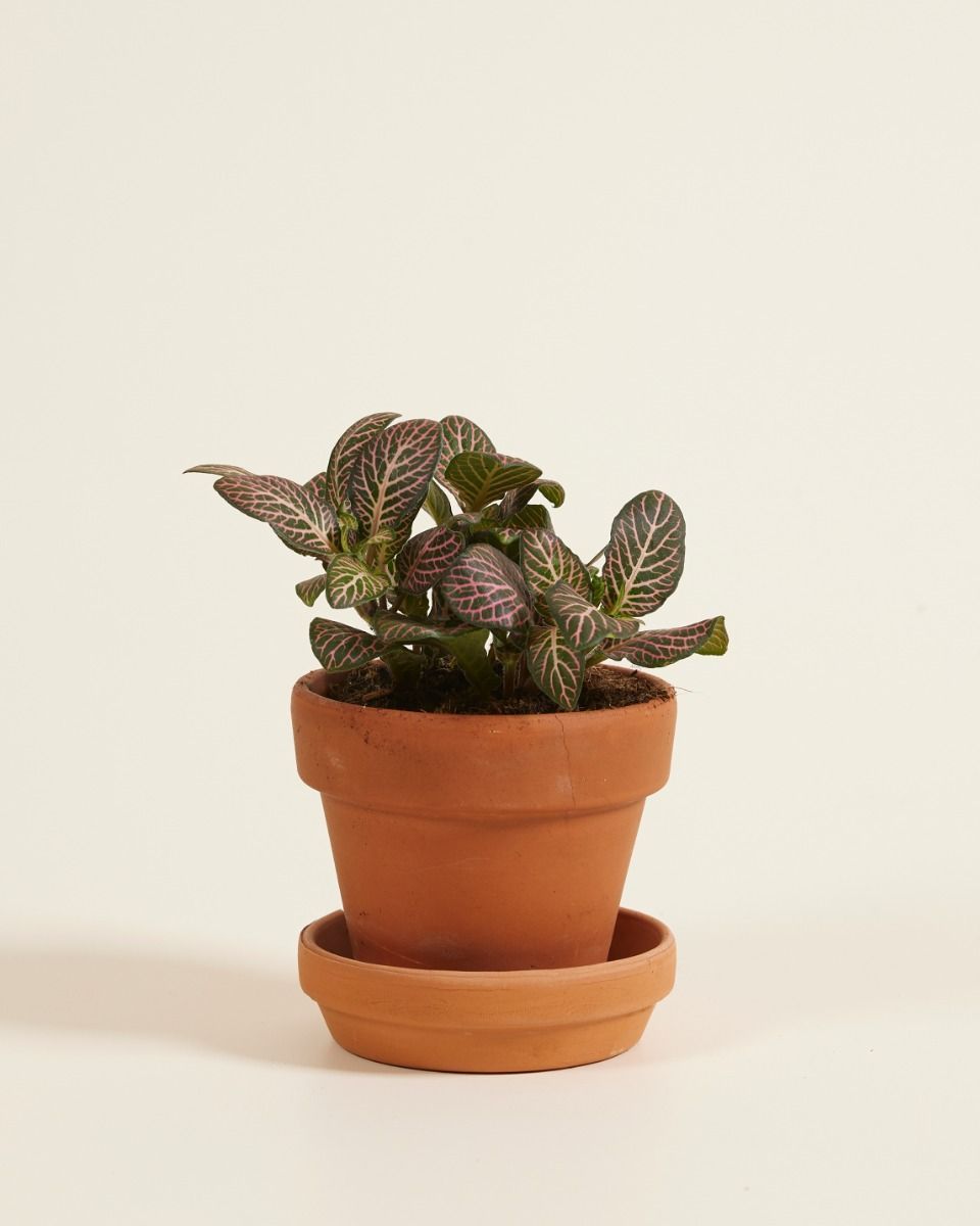 Baby Fittonia Nerve plant Verschaffeltii Pink Forest Flame