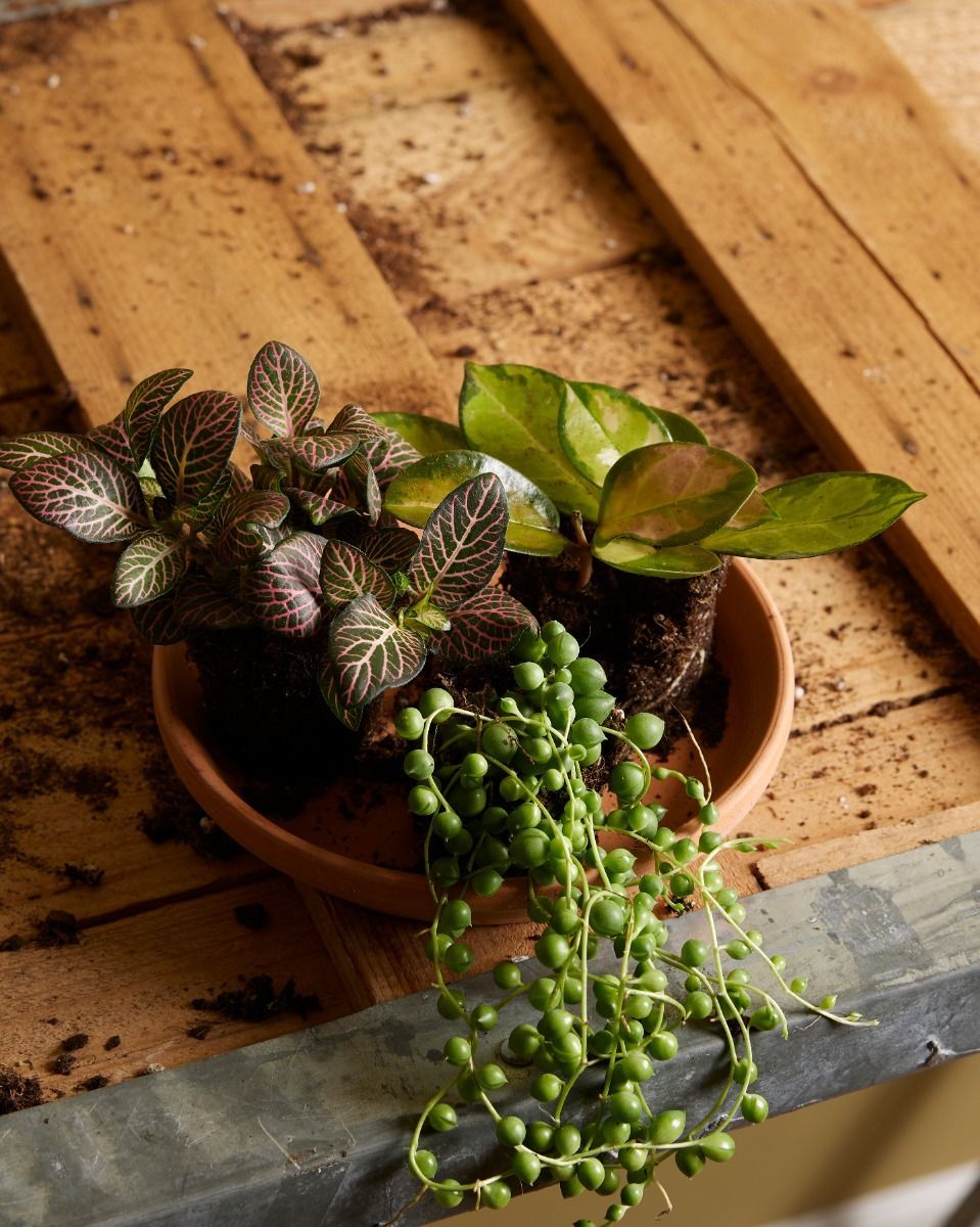 Baby Fittonia Nerve plant Verschaffeltii Pink Forest Flame