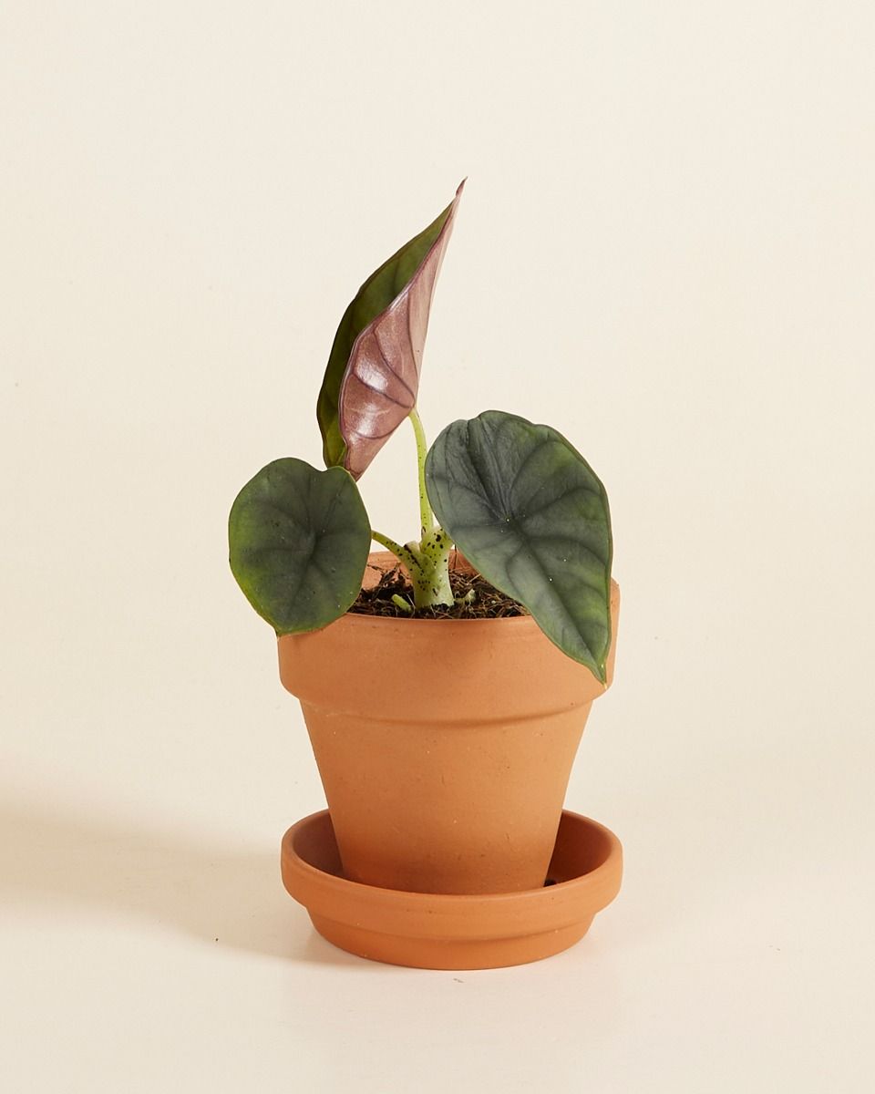 Baby Alocasia Elefantenohr Nebula