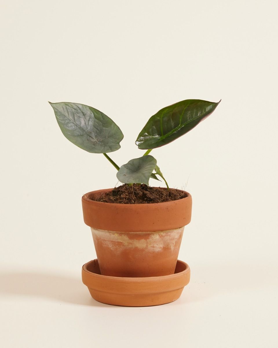Baby Alocasia Elefantenohr Nebula