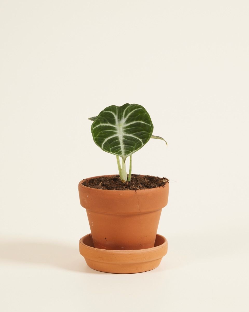 Baby Alocasia Elefantenohr Ninja