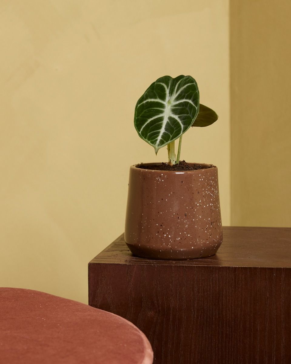 Baby Alocasia Elefantenohr Ninja