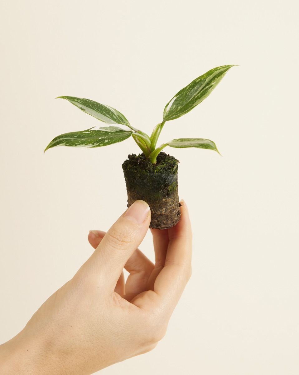 Baby Philodendron Baumfreund White Princess
