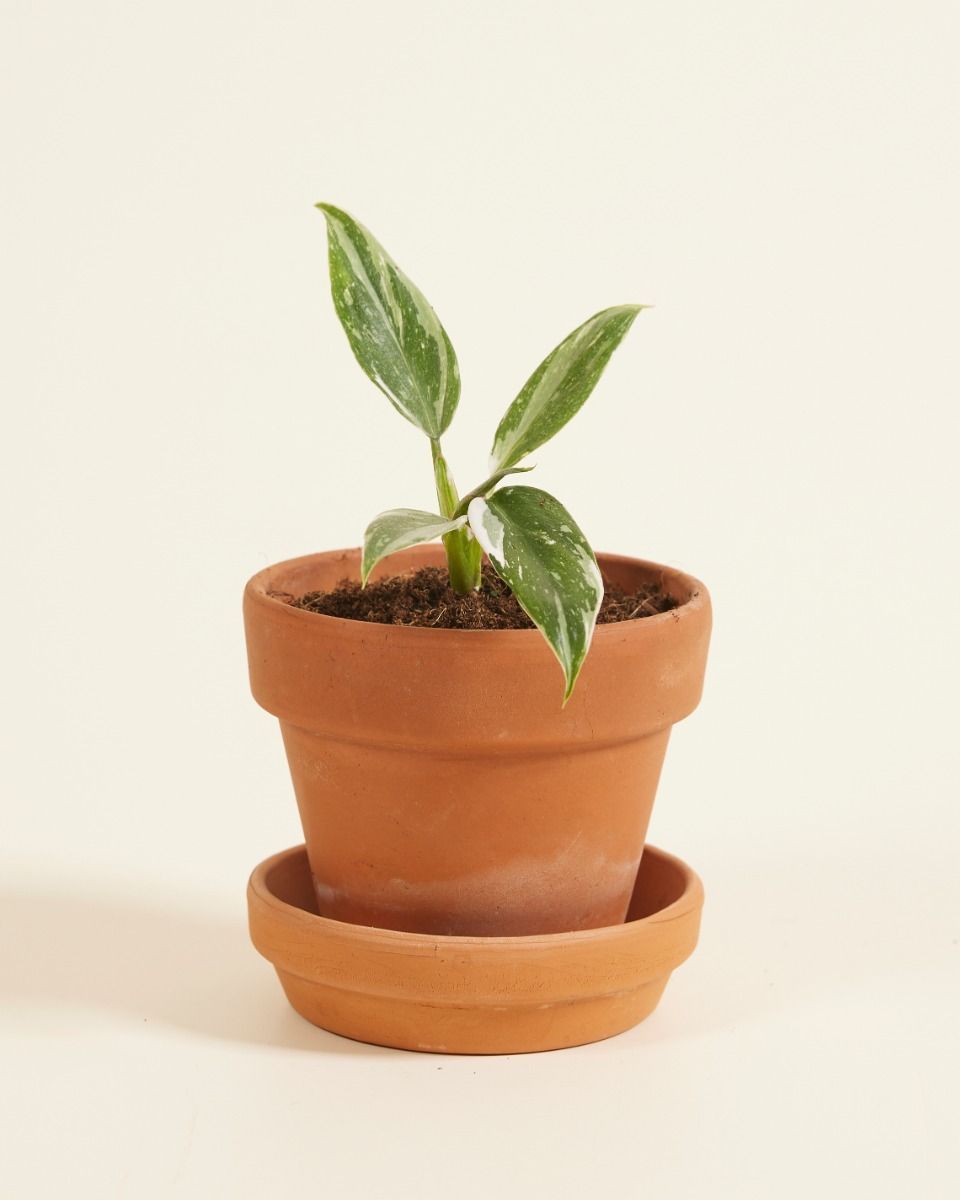 Baby Philodendron Baumfreund White Princess