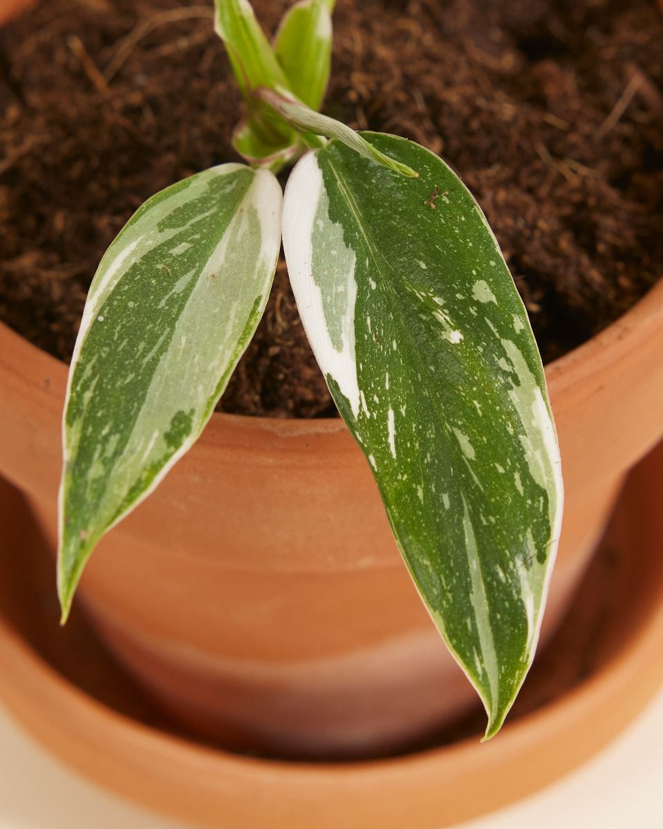 Baby Philodendron Baumfreund White Princess