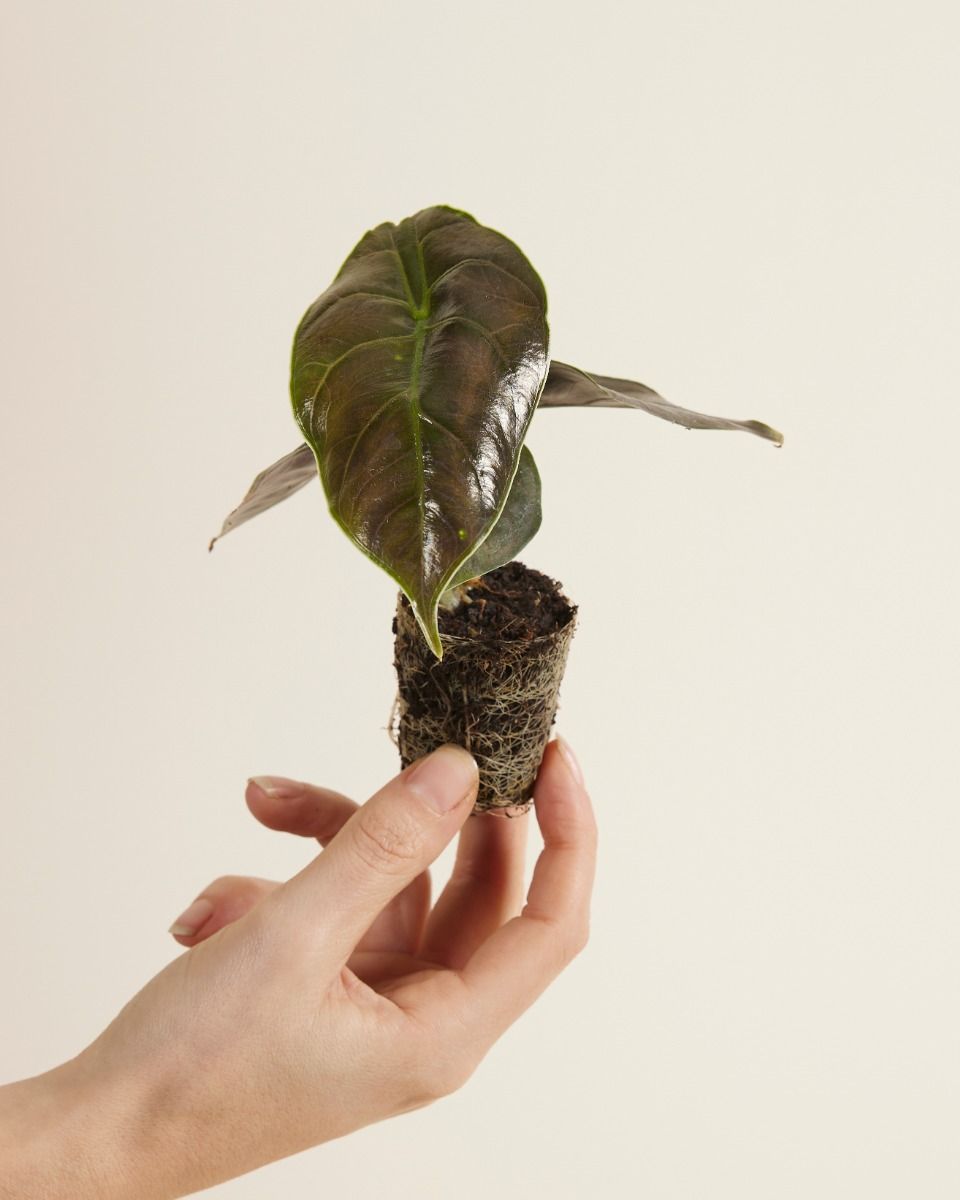 Baby Alocasia Elefantenohr Azlanii