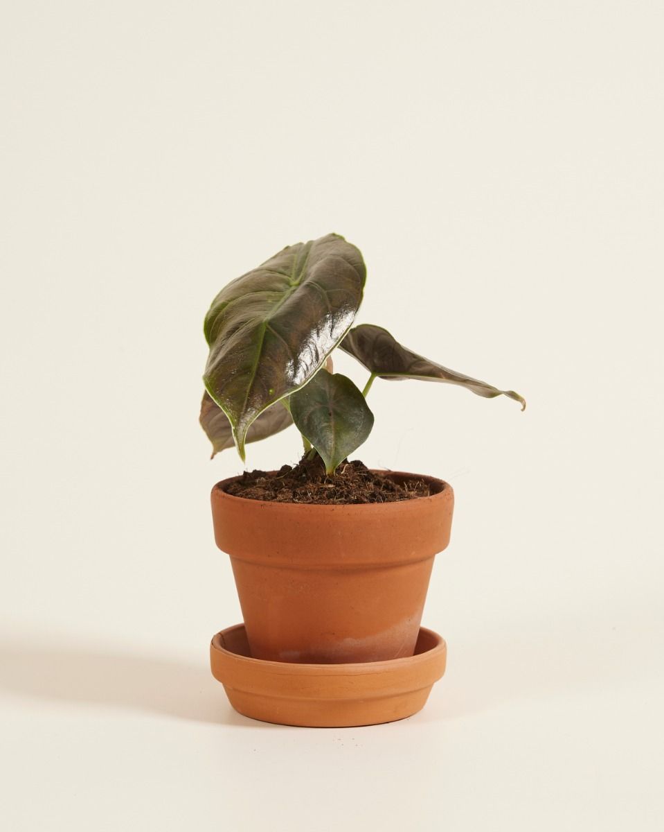 Baby Alocasia Elefantenohr Azlanii