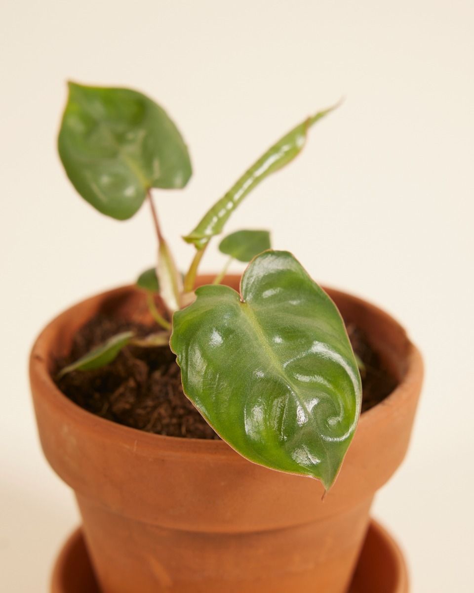 Baby Philodendron Baumfreund Billietiae