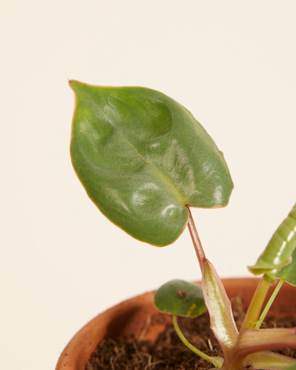 Baby Philodendron Baumfreund Billietiae