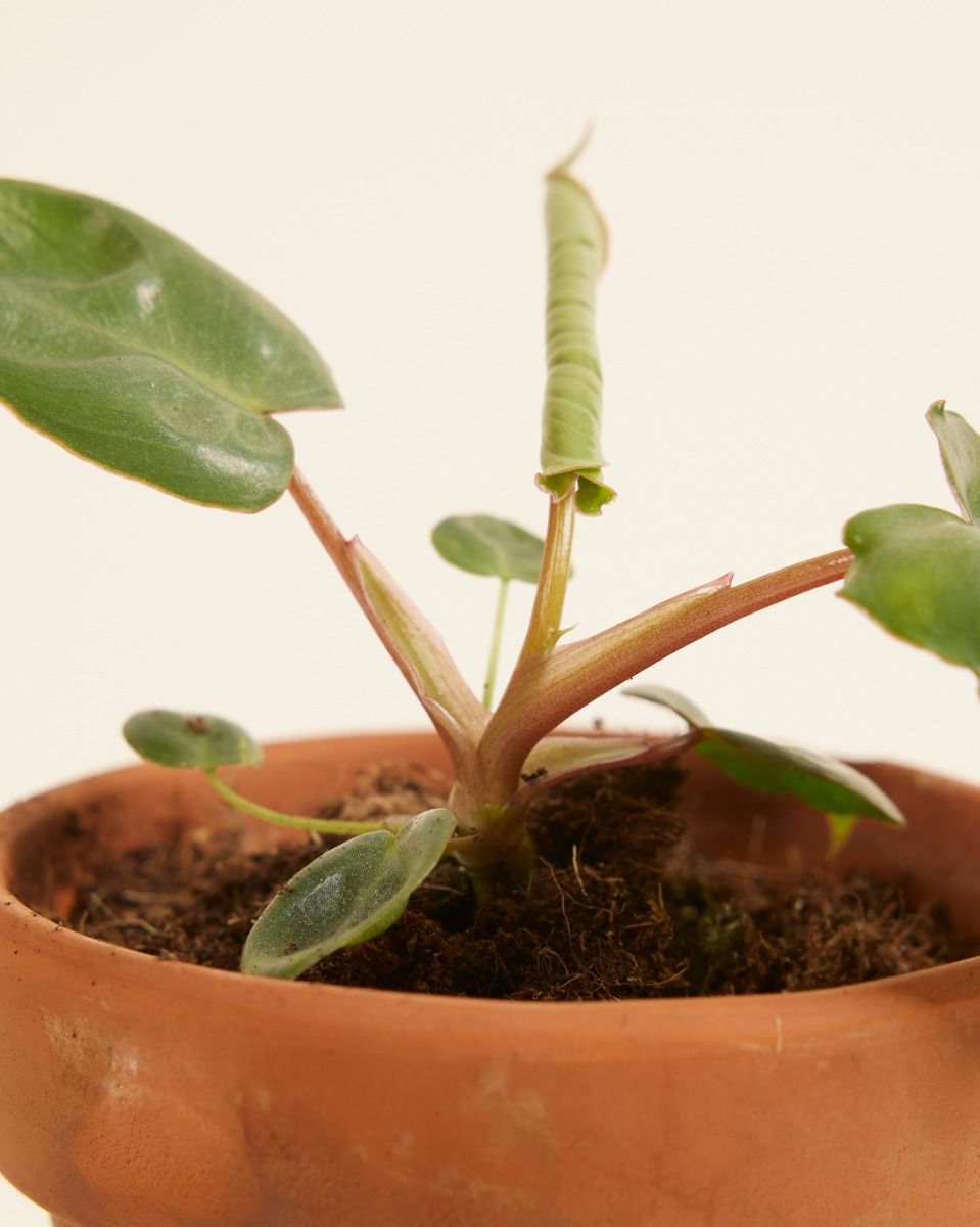Baby Philodendron Baumfreund Billietiae
