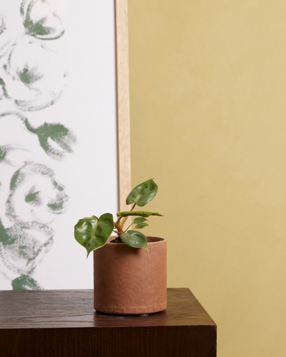 Baby Philodendron Baumfreund Billietiae