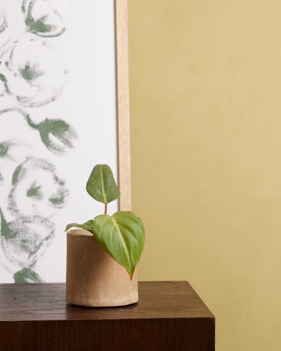 Baby Philodendron Baumfreund Gloriosum (dark form)