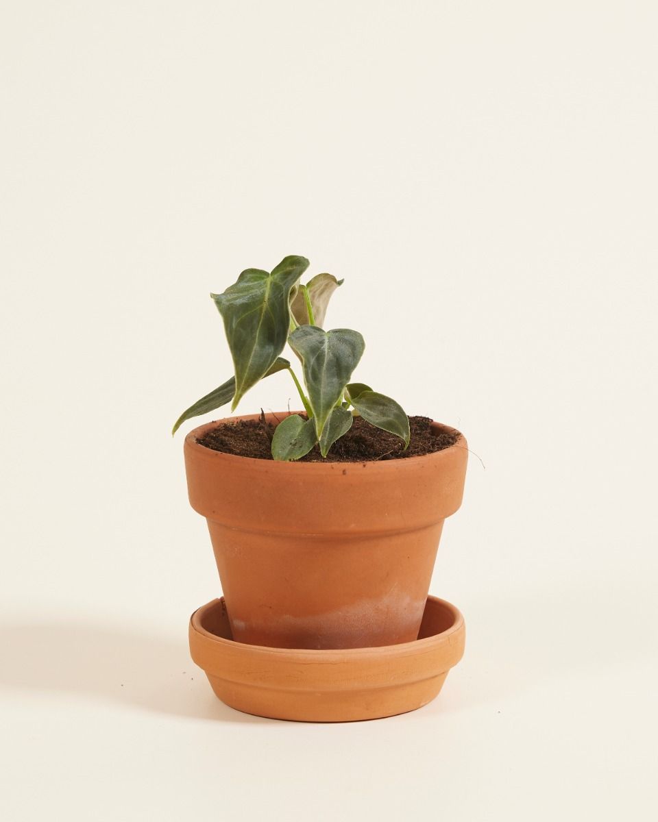 Baby Philodendron Baumfreund Splendid