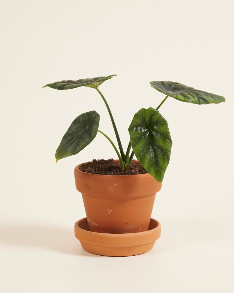 Baby Alocasia Elefantenohr Sinuata