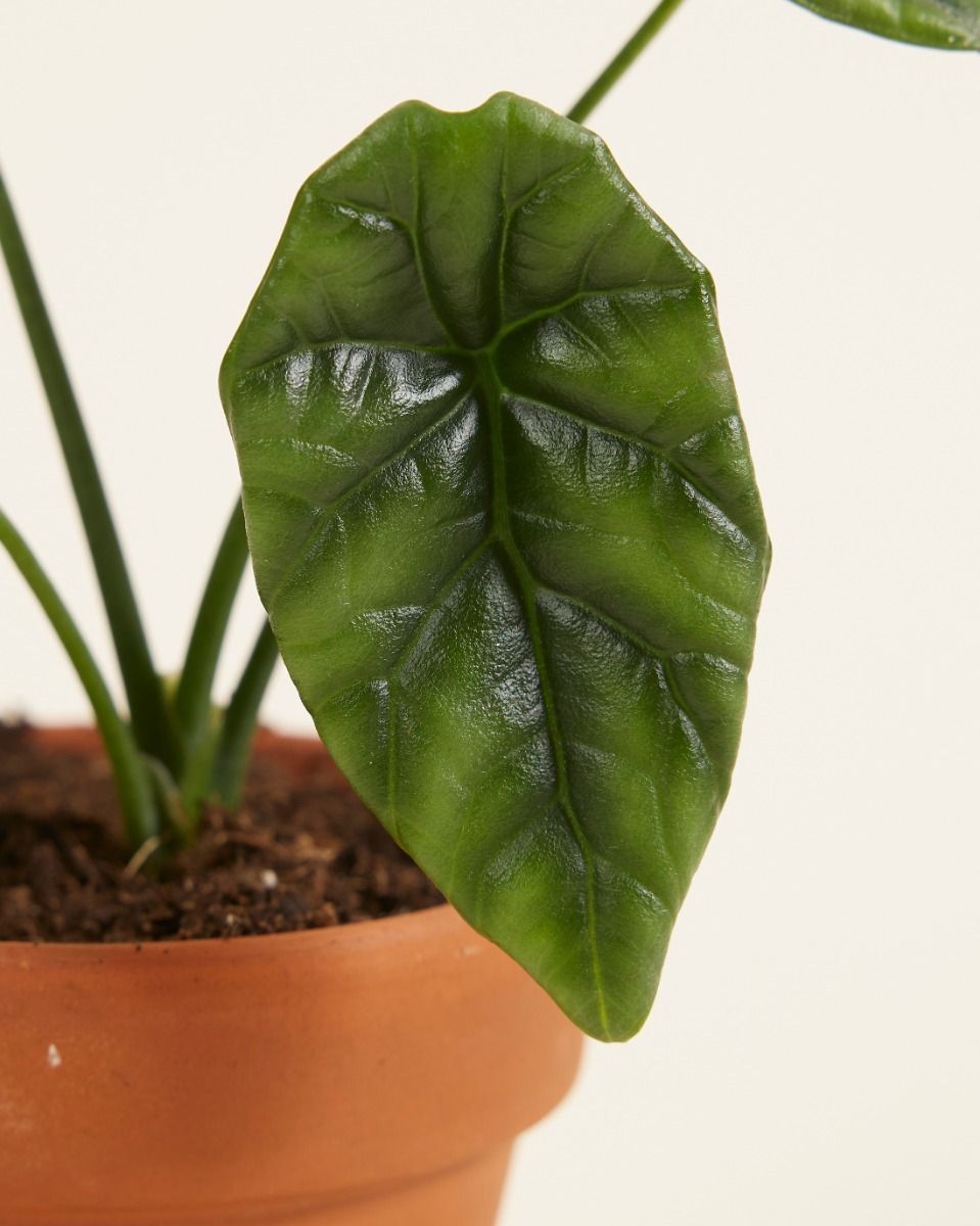 Baby Alocasia Elefantenohr Sinuata