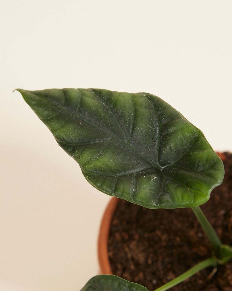 Baby Alocasia Elefantenohr Sinuata