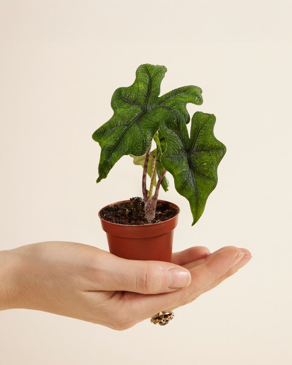 Baby Alocasia Elefantenohr Jacklyn