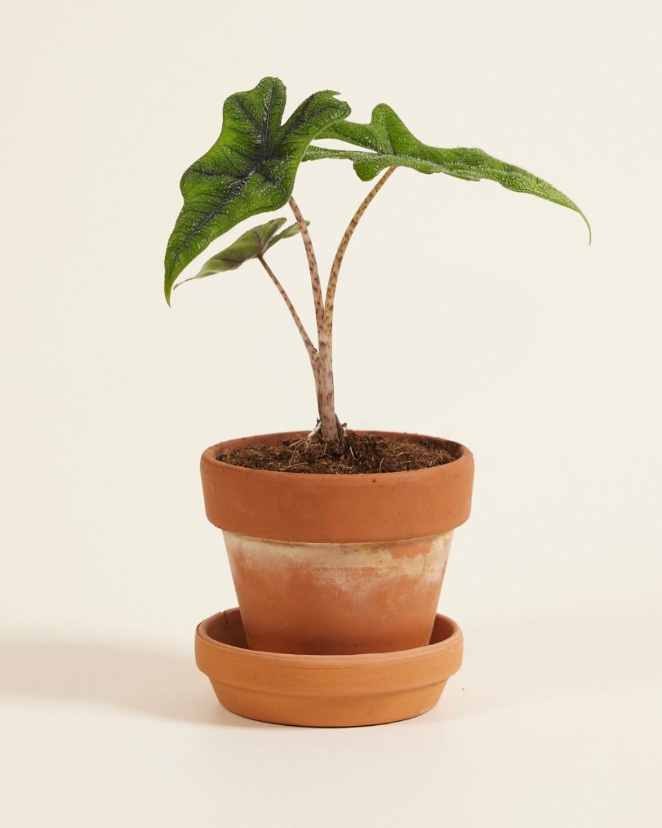 Baby Alocasia Elefantenohr Jacklyn