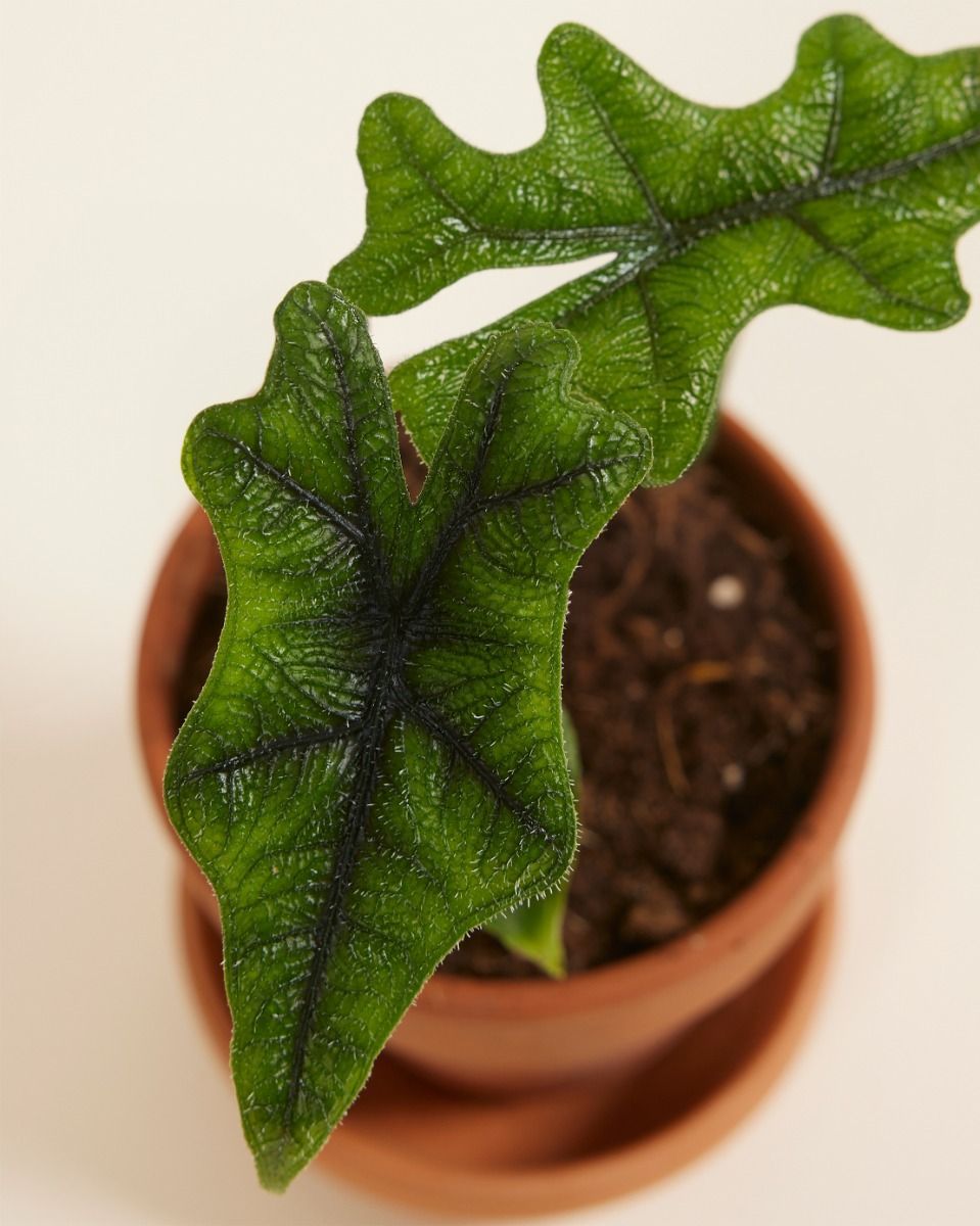 Baby Alocasia Elefantenohr Jacklyn