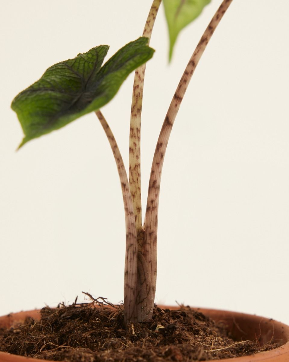 Baby Alocasia Elefantenohr Jacklyn