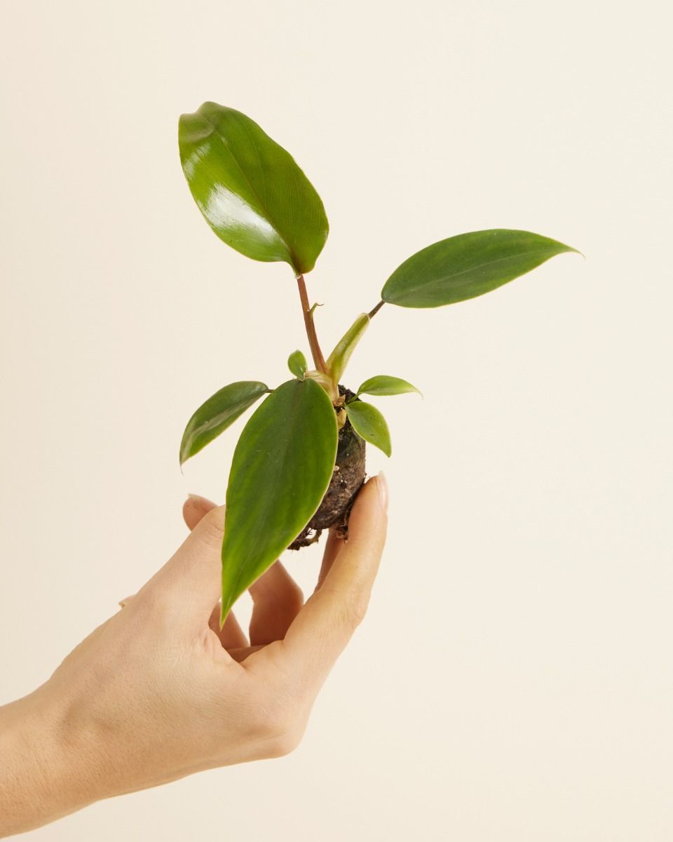 Baby Philodendron Baumfreund Mayoi