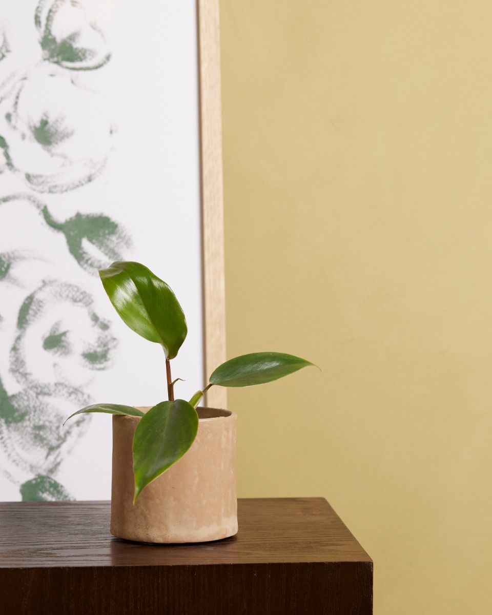 Baby Philodendron Baumfreund Mayoi