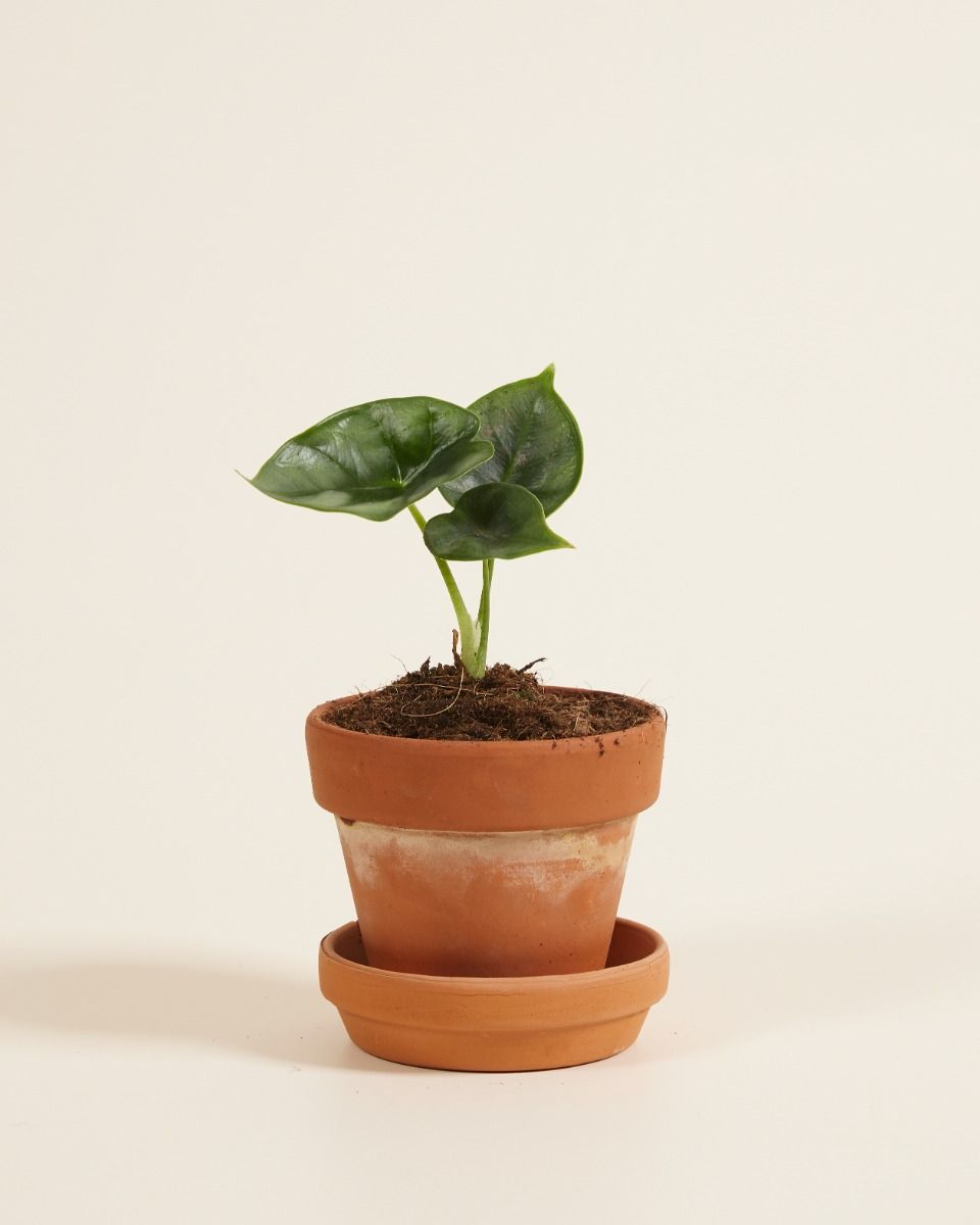 Baby Alocasia Elefantenohr Reversa