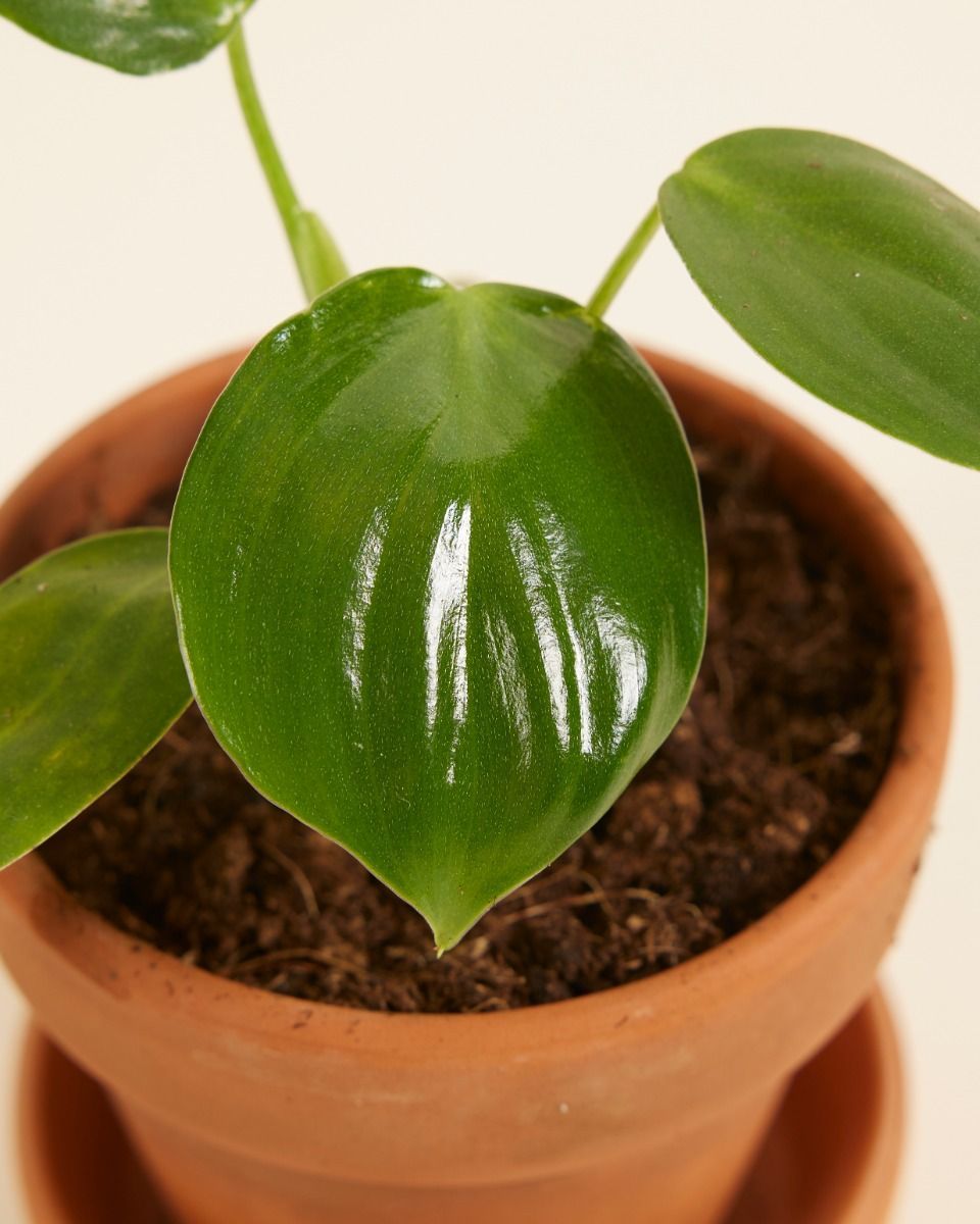 Baby Philodendron Baumfreund Pittieri
