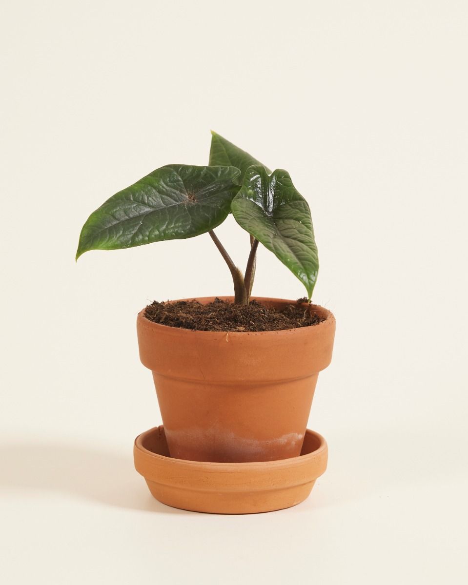 Baby Alocasia Elefantenohr Scalprum