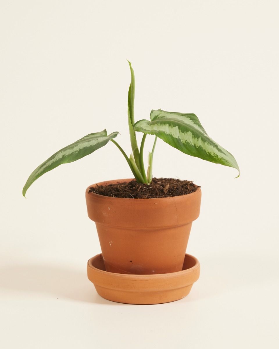 Baby Schismatoglottis Wallichii