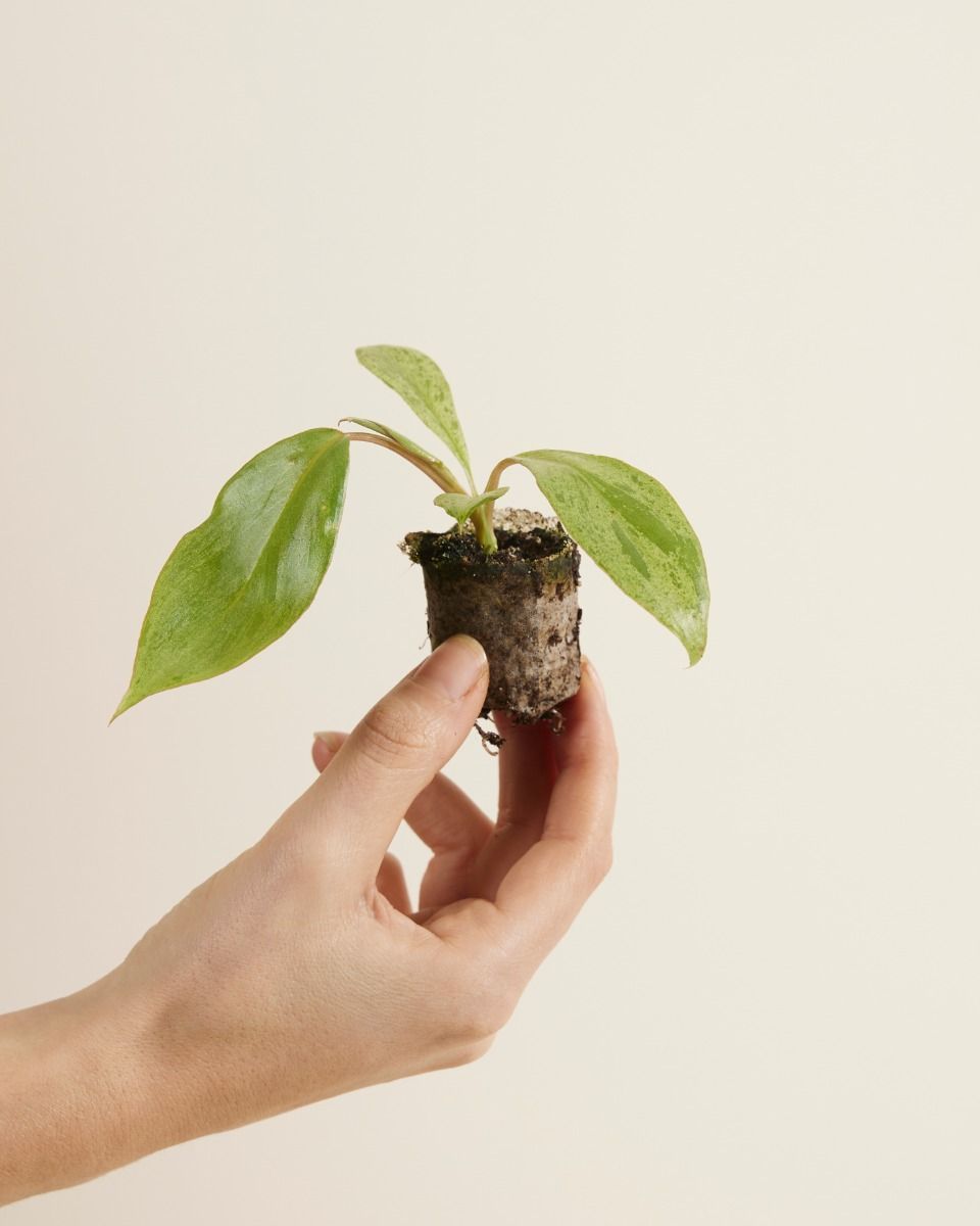 Baby Philodendron Baumfreund Paraiso Verde