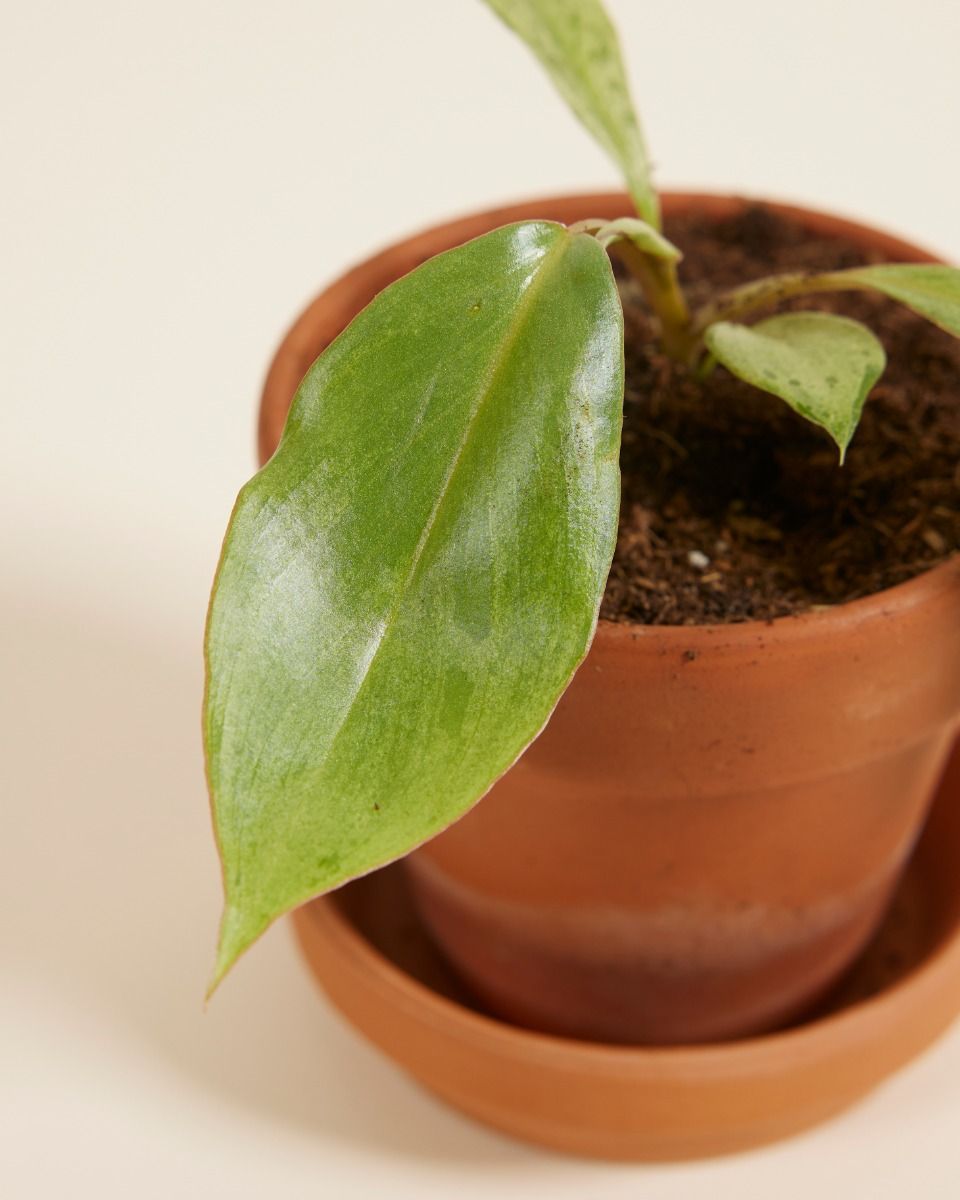Baby Philodendron Baumfreund Paraiso Verde