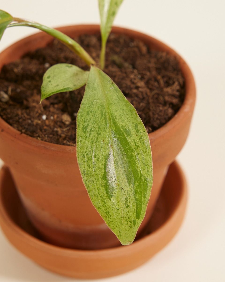 Baby Philodendron Baumfreund Paraiso Verde