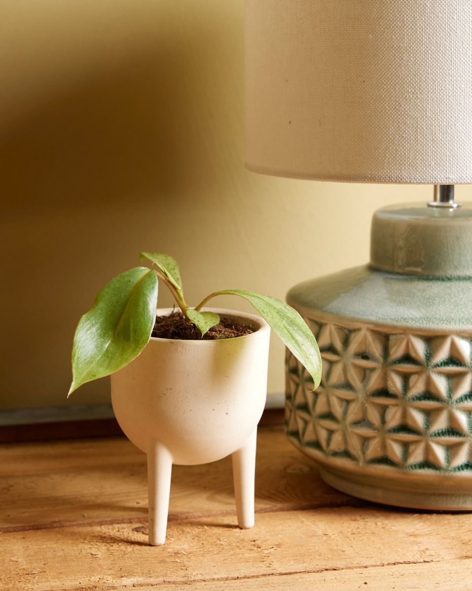 Baby Philodendron Baumfreund Paraiso Verde