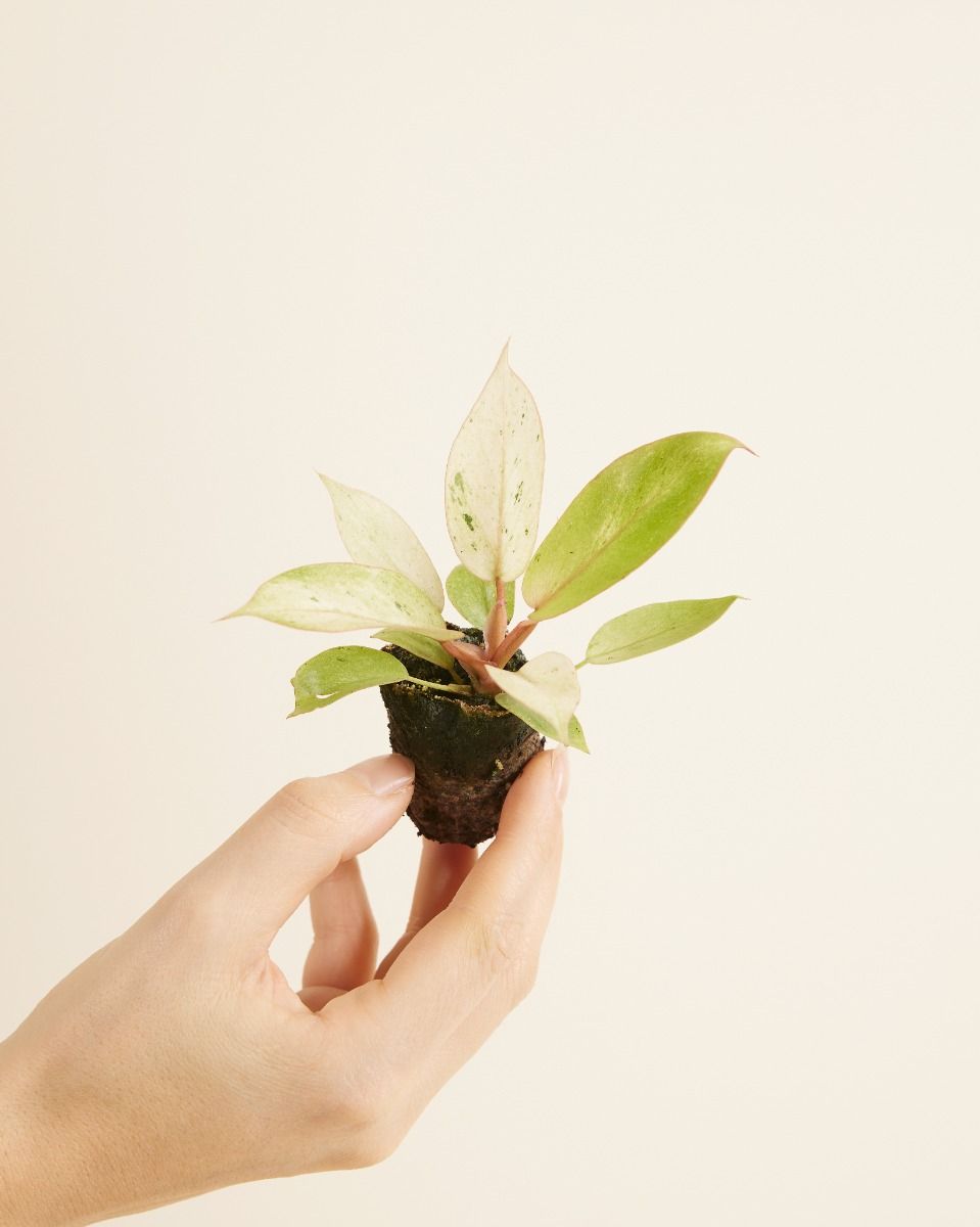 Baby Philodendron Baumfreund Snowdrift