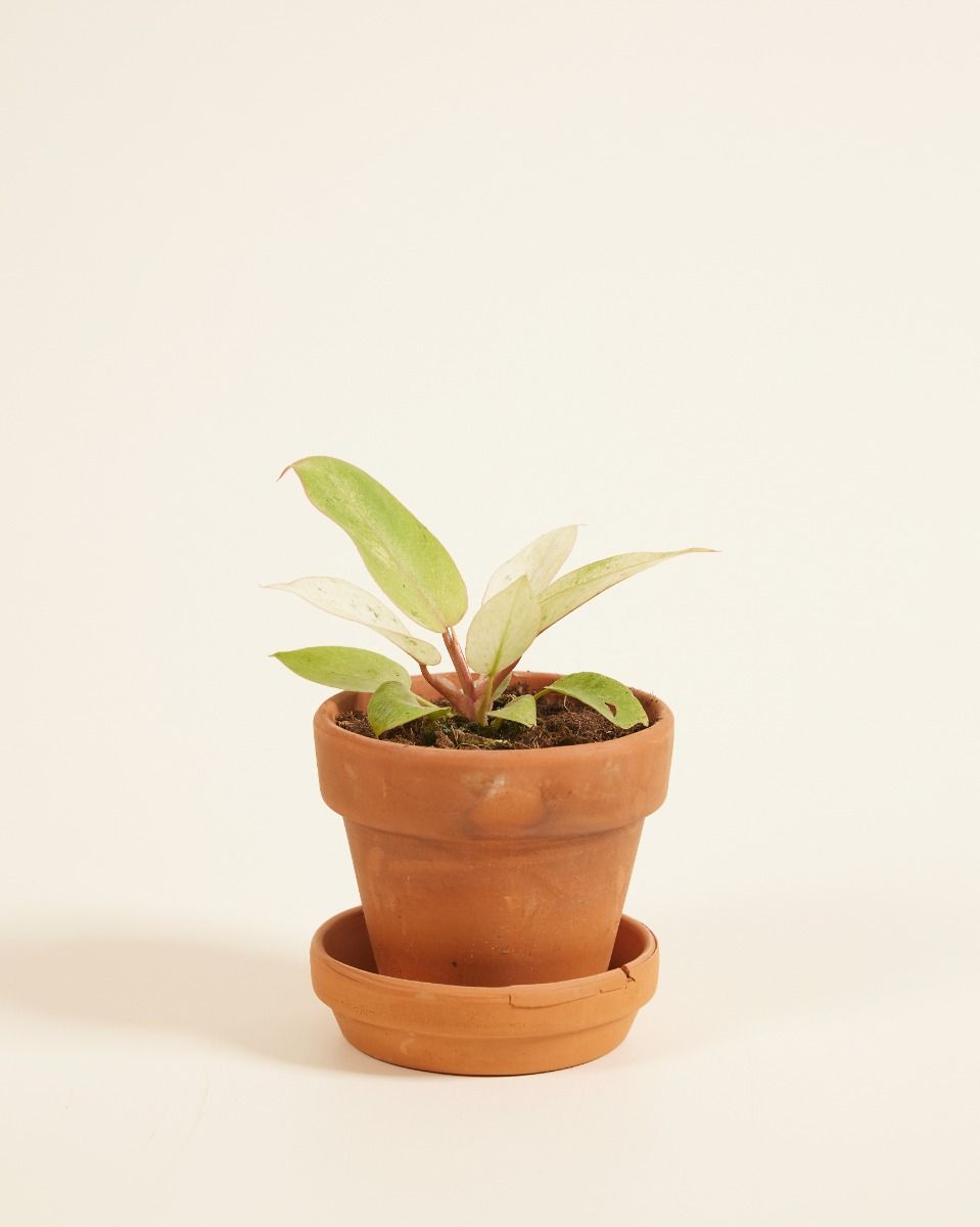 Baby Philodendron Baumfreund Snowdrift