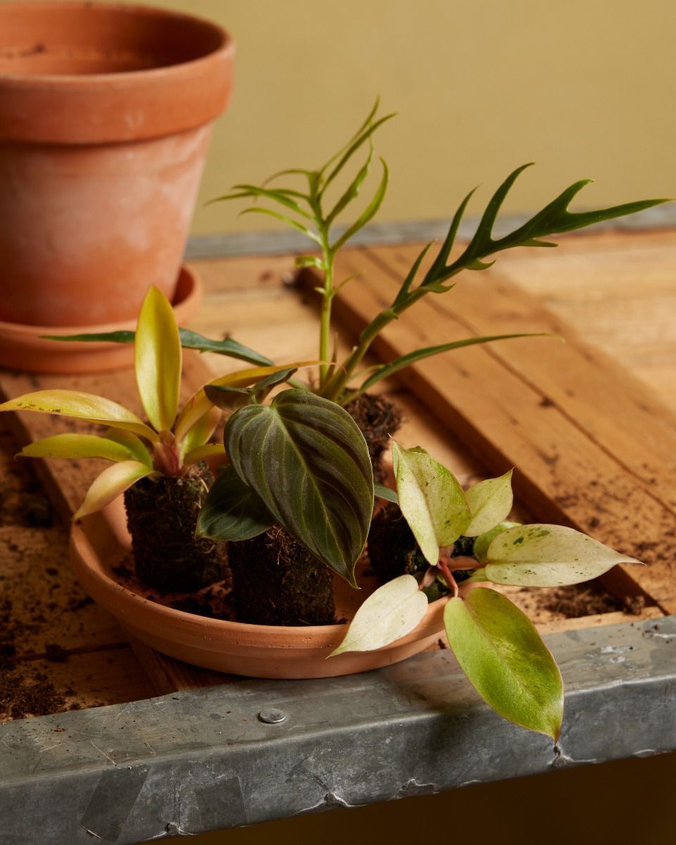 Baby Philodendron Baumfreund Snowdrift