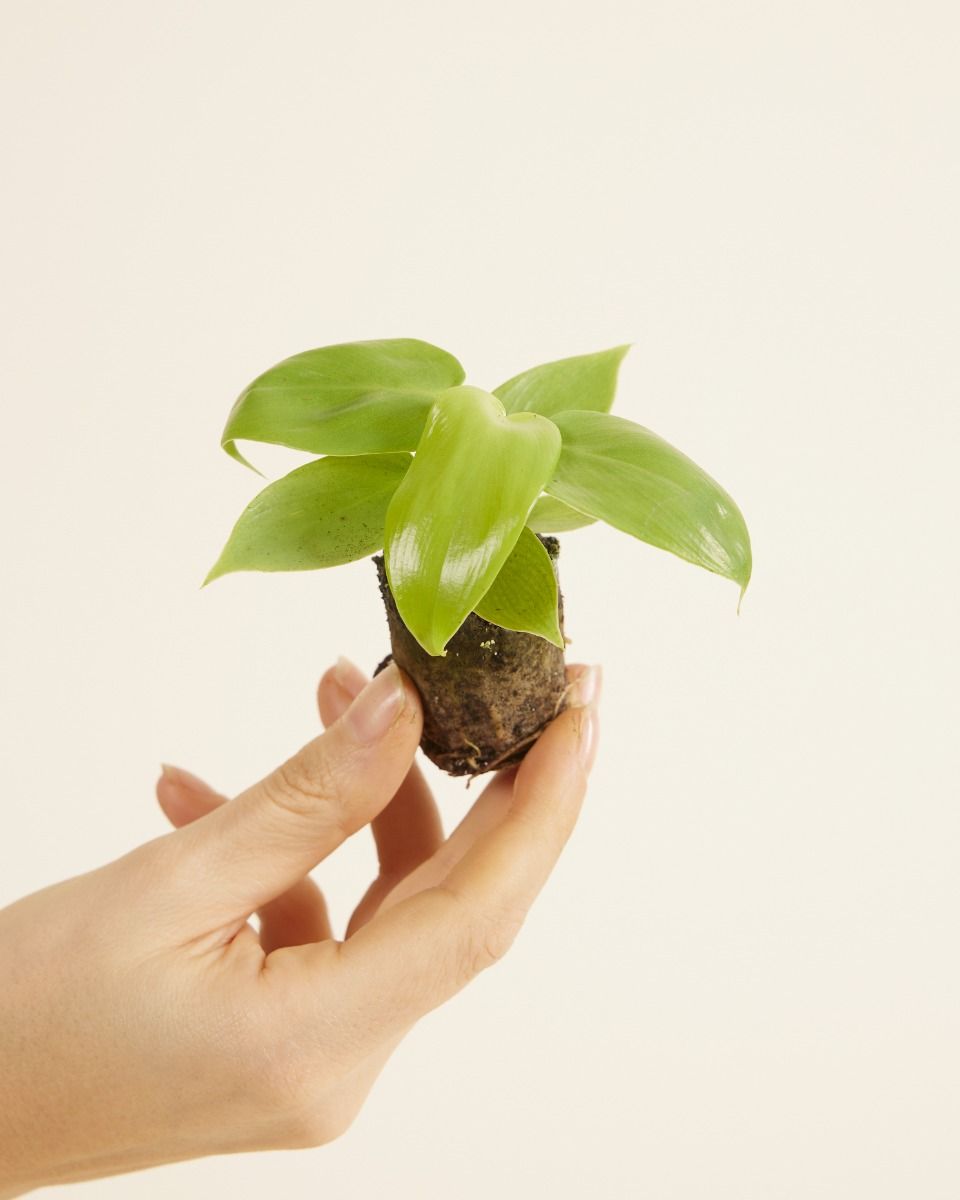 Baby Philodendron Baumfreund Golden Violin
