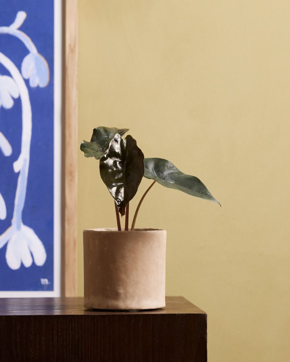 Baby Alocasia Elefantenohr Chantrieri
