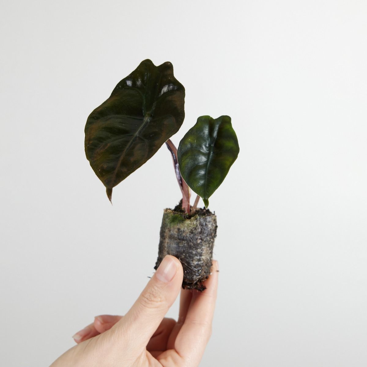 Baby Alocasia Elefantenohr Chantrieri