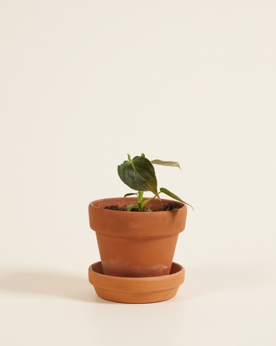 Baby Philodendron Baumfreund Glorious