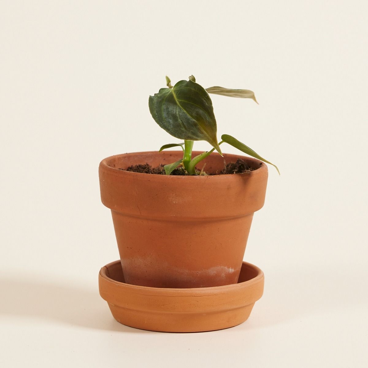 Baby Philodendron Baumfreund Glorious
