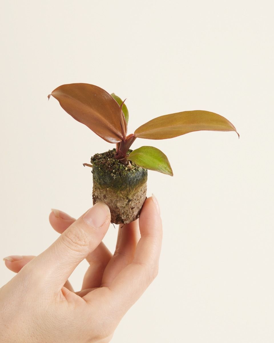 Baby Philodendron Baumfreund McColley's Finale
