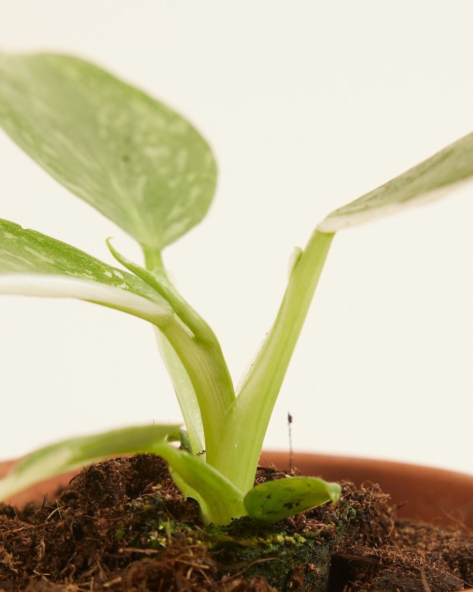 Baby Philodendron Baumfreund Jose Buono