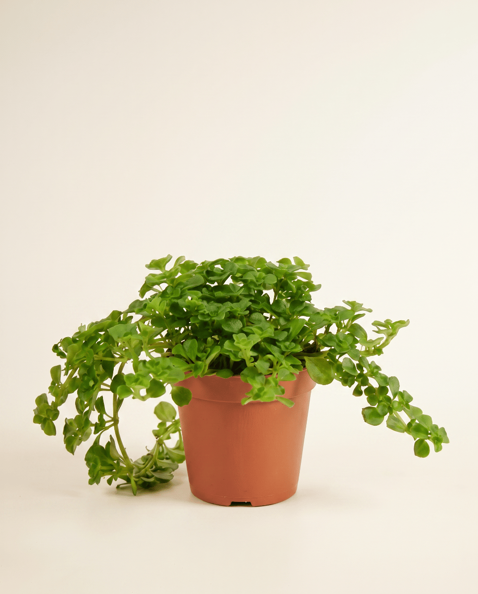 Baby Pilea Pfannkuchenpflanze Depressa
