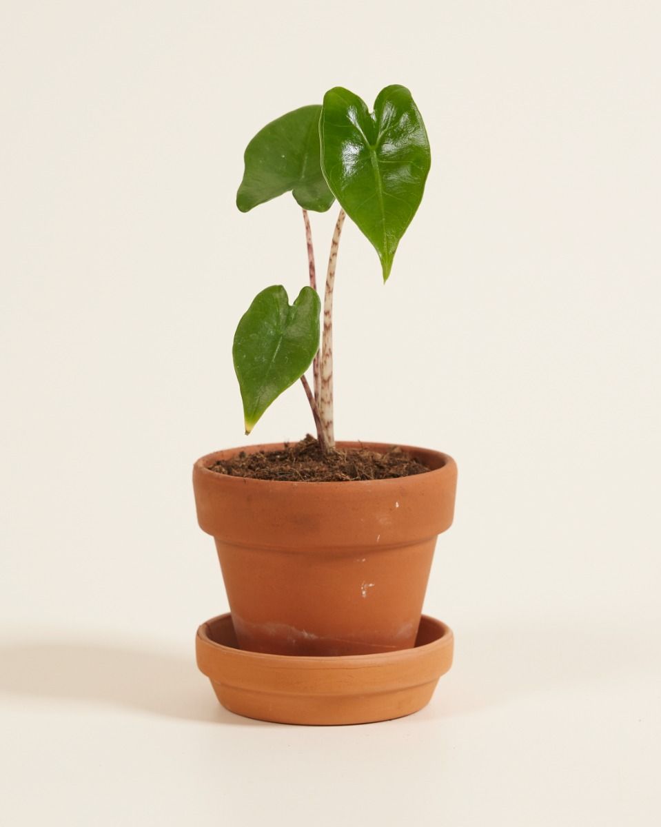 Baby Alocasia Elefantenohr Zebrina