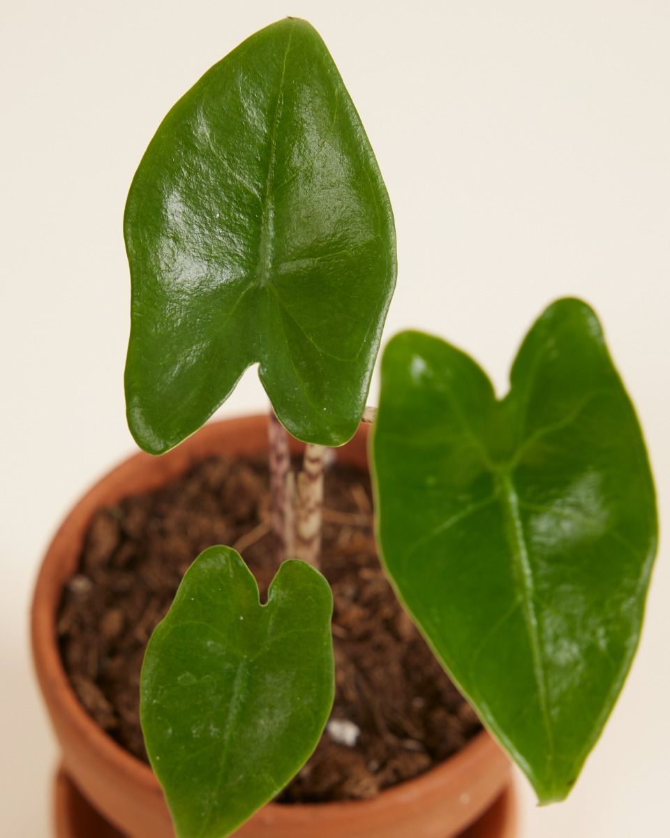 Baby Alocasia Elefantenohr Zebrina