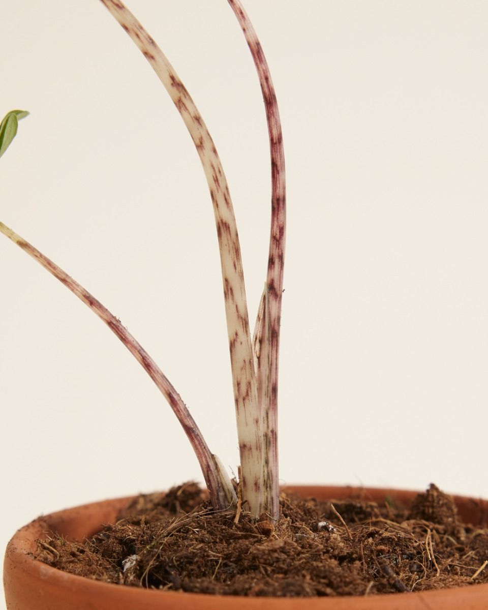 Baby Alocasia Elefantenohr Zebrina